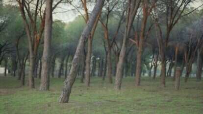 רונית פורת, "פארק החורשות אבו כביר", 2011-2008 . מתוך התערוכה "במעלה ובמורד ההר" הגלריה החדשה, טדי, ירושלים