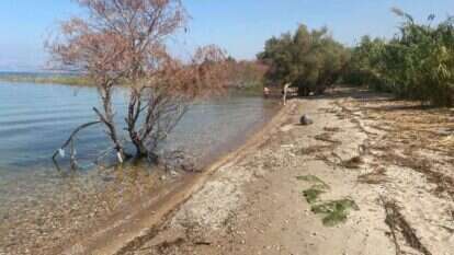כמו בסרט זומבים. חוף בכנרת. | אריאל שנבל
