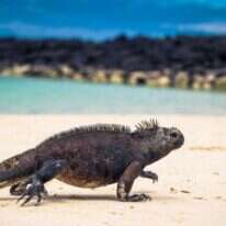 איגואנה. | שאטרסטוק