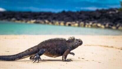 איגואנה. | שאטרסטוק איגואנה. | שאטרסטוק