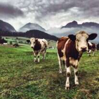 אחד היונקים הנפוצים בעולם אחרי האדם. מרעה פרות בהרי האלפים. | גטי אימג'ס