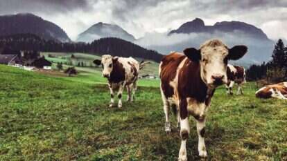 אחד היונקים הנפוצים בעולם אחרי האדם. מרעה פרות בהרי האלפים. | גטי אימג'ס