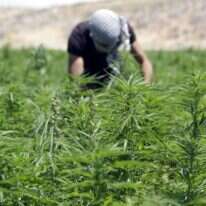 פועל בשדה קנאביס בעמק בקאע בלבנון. | AFP