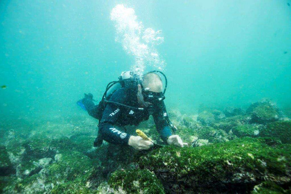 להציל את האיגואנות השחורות מכליה. מזרחי שולה מהים אצות באיי גלאפגוס