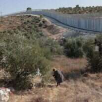 מסיק זיתים. | AFP