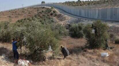 מסיק זיתים. | AFP מסיק זיתים. | AFP