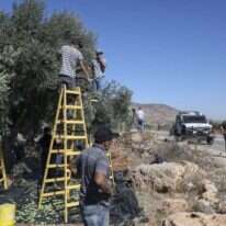מסיק זיתים ליד הכפר אל מועאייר, אוקטובר 2020. | AFP מסיק זיתים ליד הכפר אל מועאייר, אוקטובר 2020. | AFP
