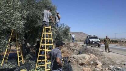מסיק זיתים ליד הכפר אל מועאייר, אוקטובר 2020. | AFP