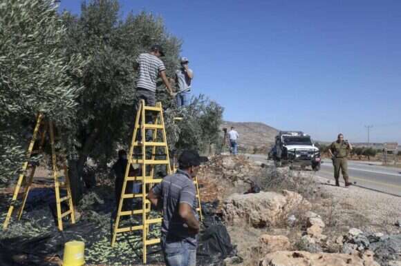 מסיק זיתים ליד הכפר אל מועאייר, אוקטובר 2020. | AFP