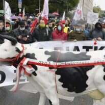 הפגנה נגד איסור שחיטה בפולין. | AP