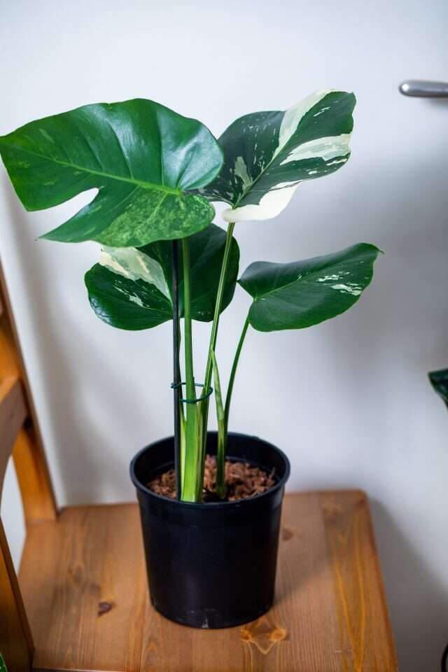 הצמח הכי יקר בבית. המונסטרה הצהובה. | אריק סולטן הצמח הכי יקר בבית. המונסטרה הצהובה. | אריק סולטן