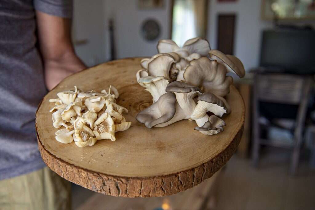 פטריות | גיל אליהו, ג'יני