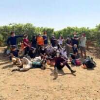 מתנדבים בחקלאות במסגרת "השומר החדש" בקטיף לימונים בגליל. אילוסטרציה. | השומר החדש