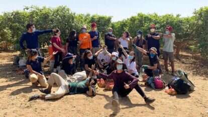 מתנדבים בחקלאות במסגרת "השומר החדש" בקטיף לימונים בגליל. אילוסטרציה. | השומר החדש מתנדבים בחקלאות במסגרת "השומר החדש" בקטיף לימונים בגליל. אילוסטרציה. | השומר החדש