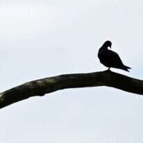 אחלום על יונה קטנה עיקשת. | AFP