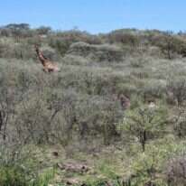 ג'ירף רועה באי בקניה, בעוד פקחי קרן שדות המרעה הצפוניים משגיחים בין השיחים. | טוני קרומבה, AFP