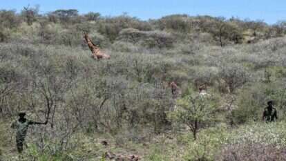 ג'ירף רועה באי בקניה, בעוד פקחי קרן שדות המרעה הצפוניים משגיחים בין השיחים. | טוני קרומבה, AFP