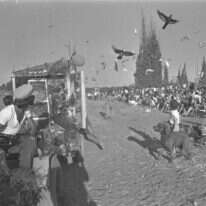 לבני הקיבוצים הייתה תחושת שייכות טבעית וקשר עמוק עם יהדותם. ילדי קיבוץ גבעת ברנר משחררים יונים במהלך חגיגות חג השבועות, 1973. | חנניה הרמ, לע"מ