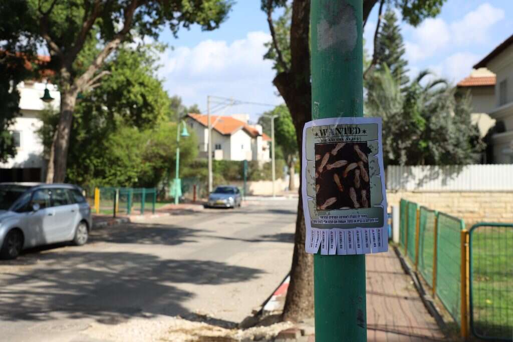 יעל (פרוינד) אברהם