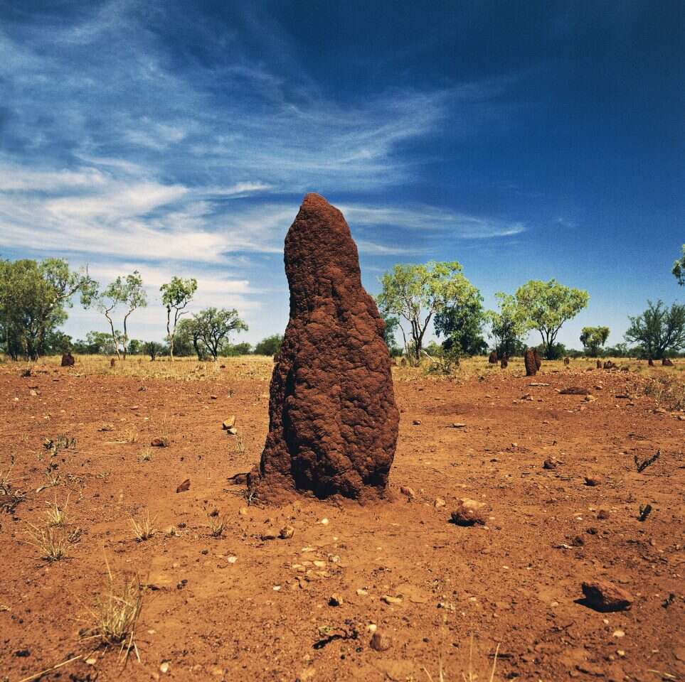 "יש גם מינים שאנחנו סבבה איתם". תל טרמיטים באוסטרליה. | גטי אימג'ס