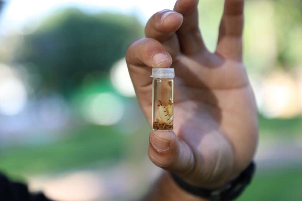 מטילות במשך 30 ־20 שנה.שתי מלכות. | יעל (פרוינד) אברהם