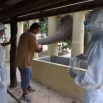 פיל אסייתי בקמבודיה. | AFP