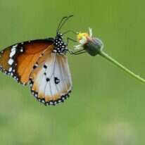 התורה צריכה לתת מענה גם לזחל וגם לפרפר. | AFP