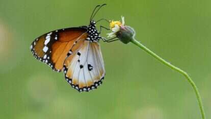 התורה צריכה לתת מענה גם לזחל וגם לפרפר. | AFP