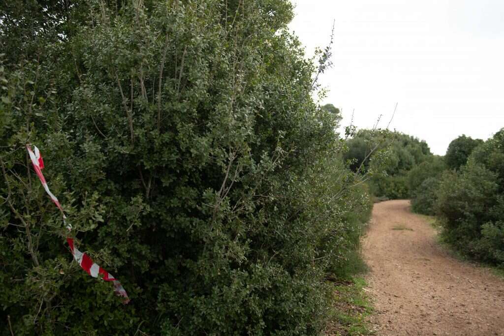 יער ריחן, סמוך לזירת הרצח של אסתר הורגן ז"ל. | שריה דיאמנט