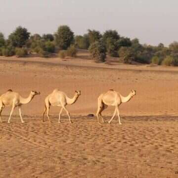 גמלים במדבר. | מיכאל טוכפלד