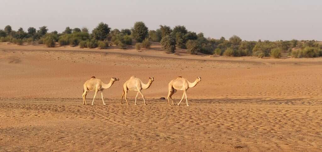גמלים במדבר. | מיכאל טוכפלד