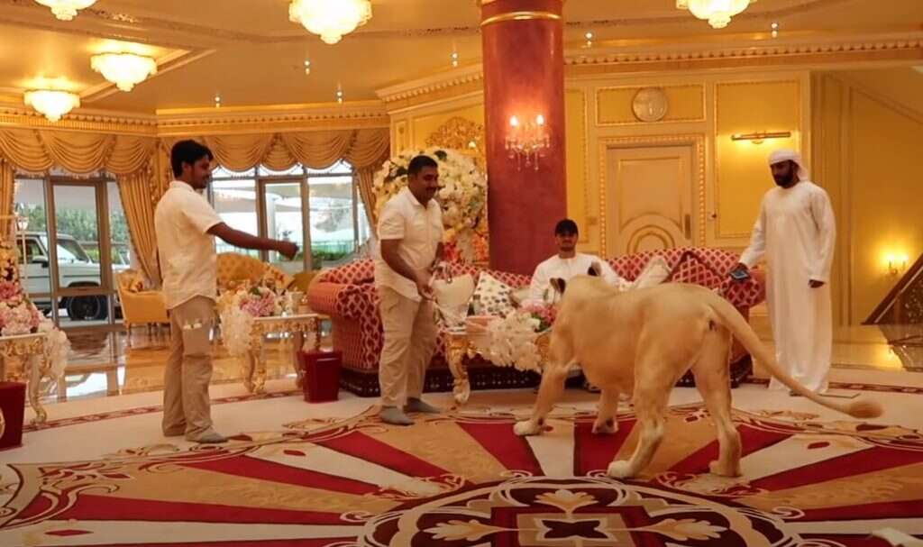 חיות מחמד בארמון באיחוד האמירויות. | מיכאל טוכפלד