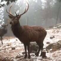 איילים בשלג בחוות ארץ האיילים בגוש עציון, 2015. | מרים צחי