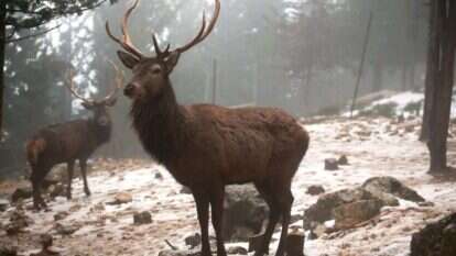 איילים בשלג בחוות ארץ האיילים בגוש עציון, 2015. | מרים צחי איילים בשלג בחוות ארץ האיילים בגוש עציון, 2015. | מרים צחי