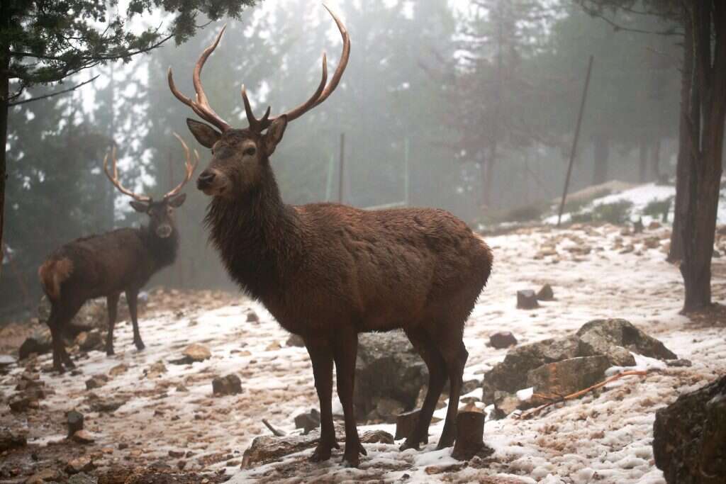 איילים בשלג בחוות ארץ האיילים בגוש עציון, 2015. | מרים צחי