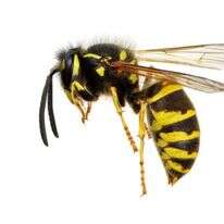 צרעה | שאטרסטוק