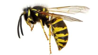 צרעה | שאטרסטוק