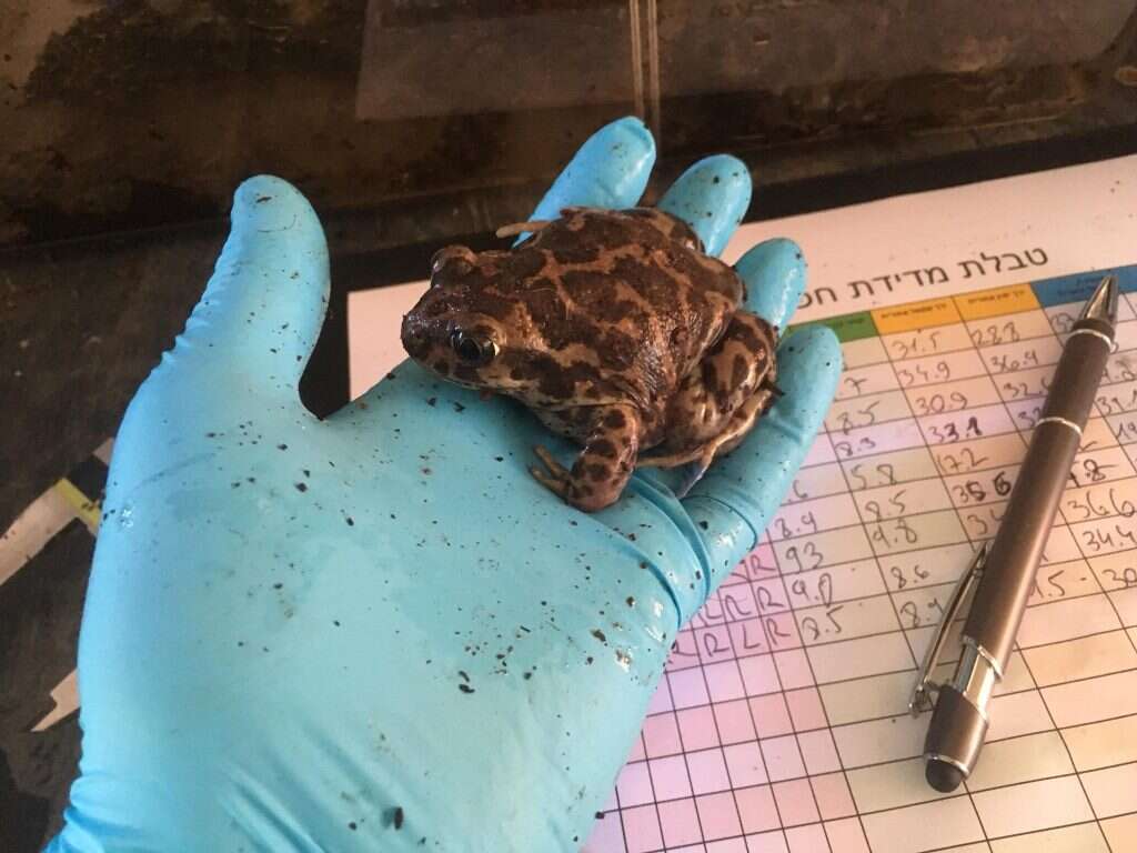 משאיר אותה לעמיתים. חפרית. | באדיבות דוד דוד