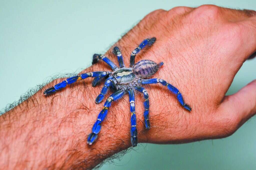 טרנטולת המחמד בסלון. | באדיבות דוד דוד