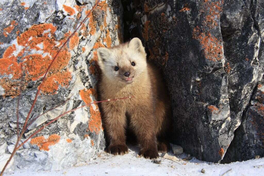 זנב ב־ 10 עד 30 דולר. צובל. | שאטרסטוק