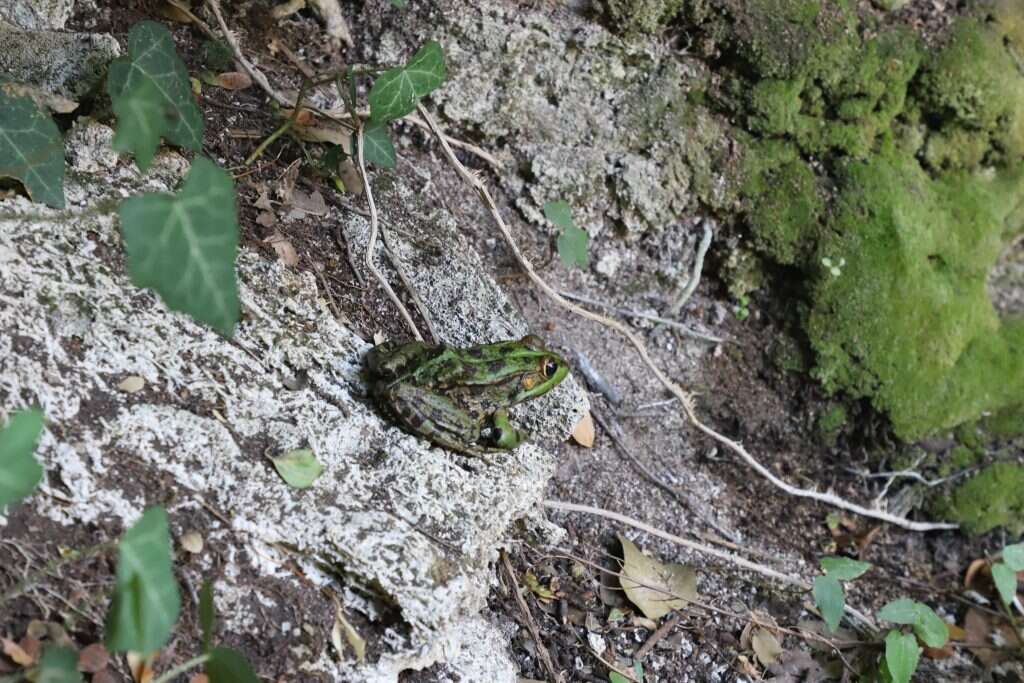 כבר לא מפחדת. צפרדע הנחלים. | יעל (פרוינד) אברהם