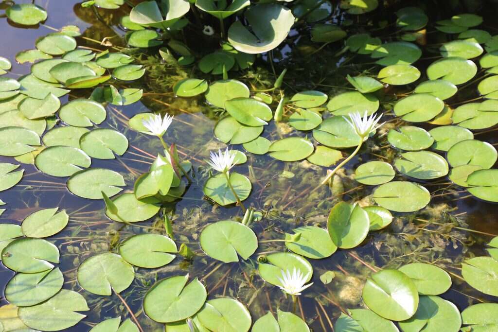 הנימפאה התכולה. | יעל (פרוינד) אברהם