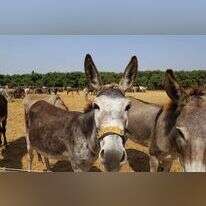 שקופים, אבל לכל חמור סיפור. | יעל (פרוינד) אברהם