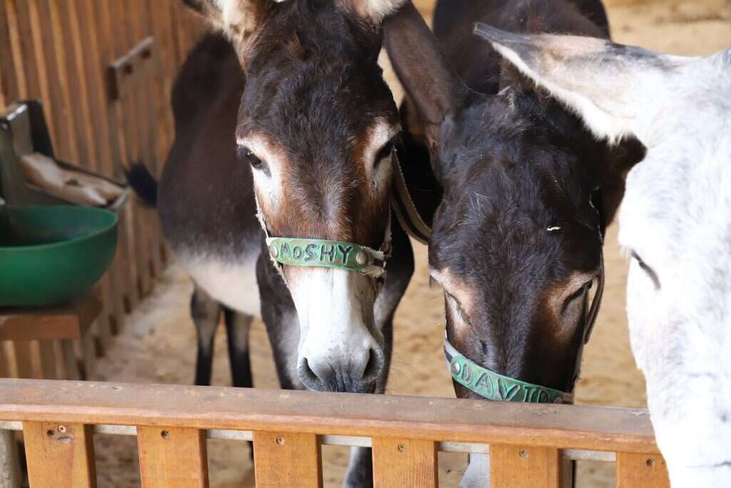 אהבה שאינה תלויה. דוד ומושי. | יעל (פרוינד) אברהם