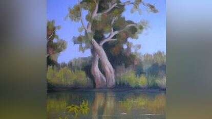 אקליפטוס על הירקון_סמדר כץ