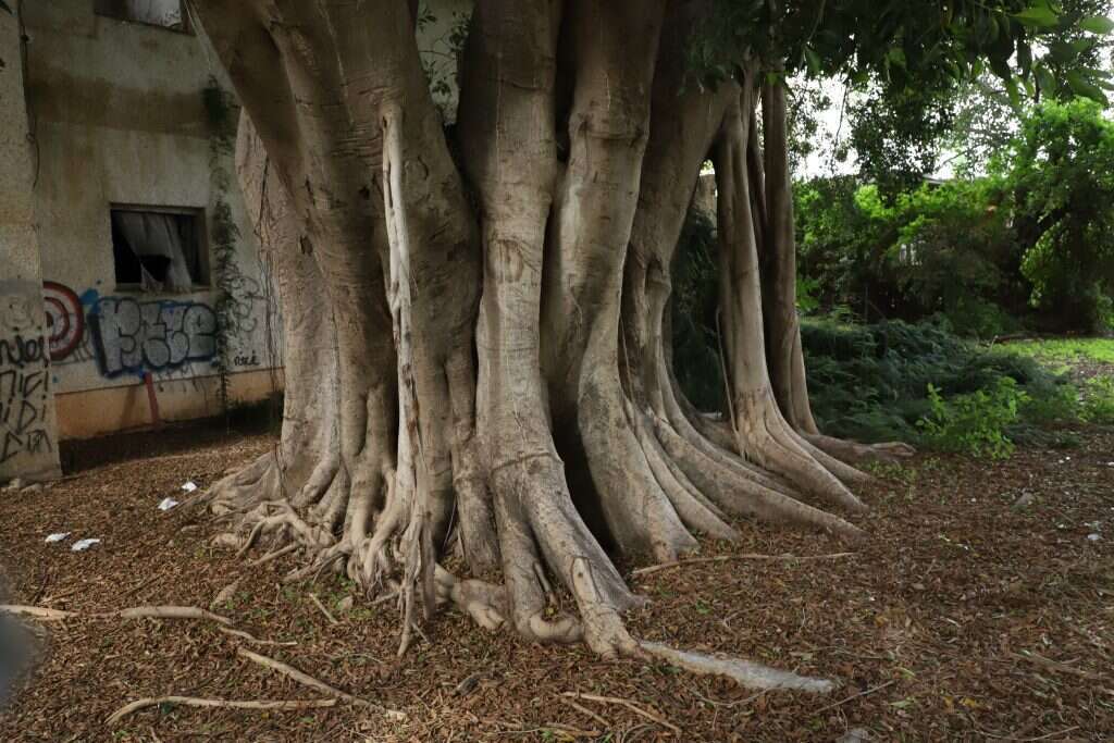 עמודי התמך של הפיקוס. | יעל (פרוינד) אברהם