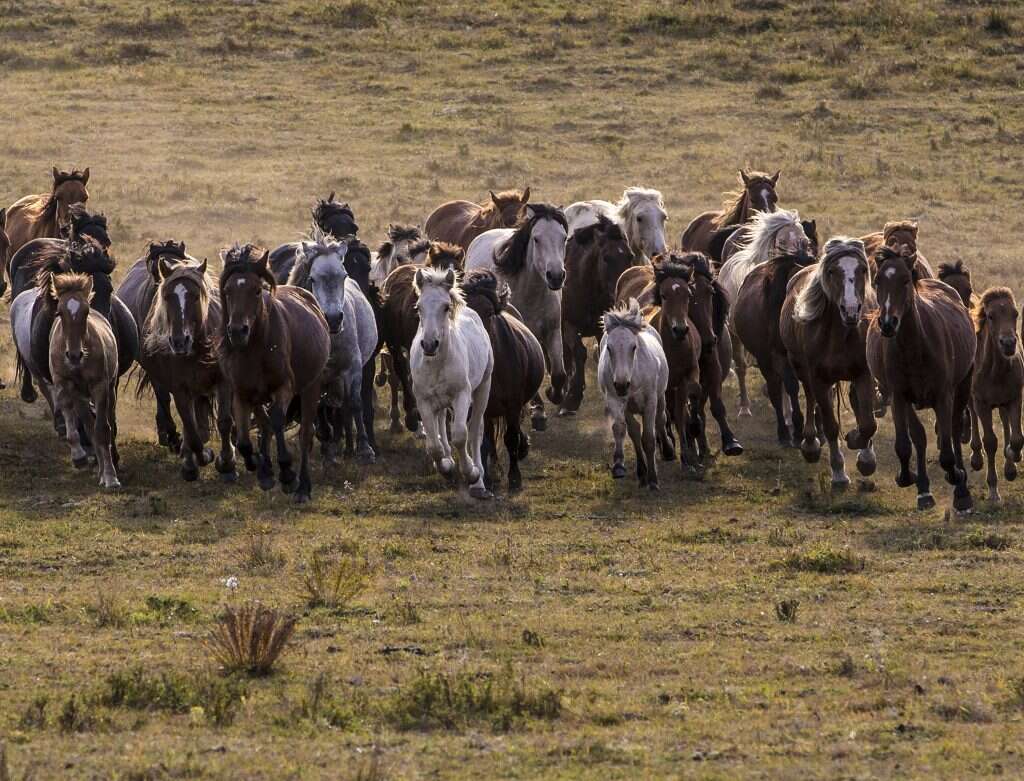 בקבוצה של סוסים נוצרות קליקות. עדר סוסים בטבע. | גטי אימג'ס