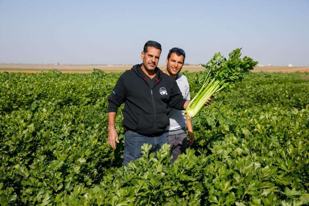 לסלט, למיץ, לוויסקי. אבי מימוני (מלפנים) וניר טרבלסי בשדות הסלרי. | לירון מולדובן