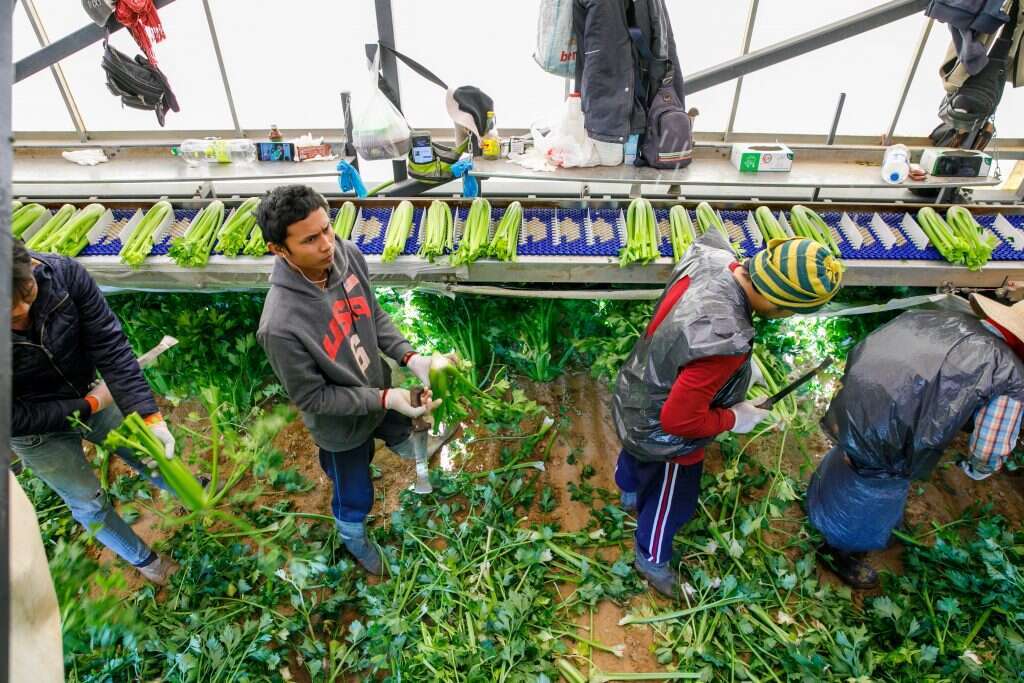 עובדי פס. הפועלים בתוך הקומביין. | לירון מולדובן