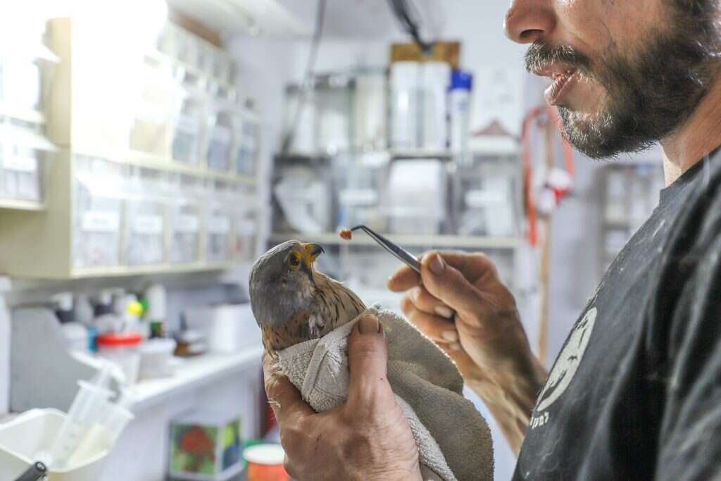 "תאכל עוד קצת, גברבר". הזנת בז. | יעל (פרוינד) אברהם